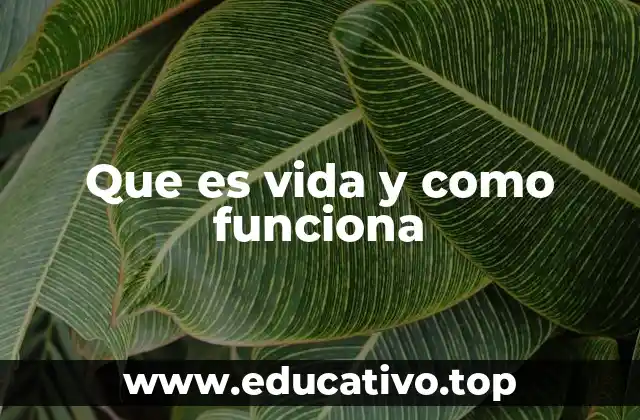 Que es vida y como funciona