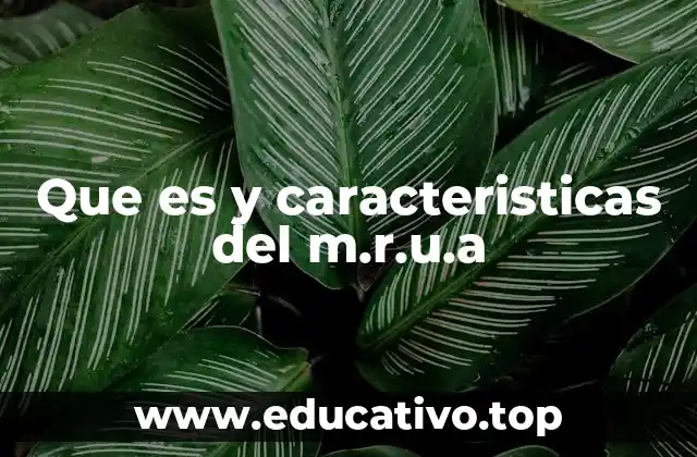 Que es y caracteristicas del m.r.u.a