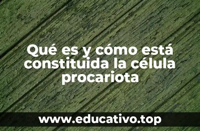 Qué es y cómo está constituida la célula procariota