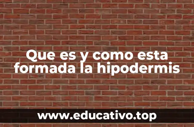 Que es y como esta formada la hipodermis
