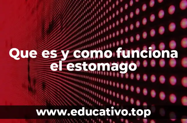 Que es y como funciona el estomago