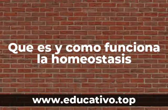 La regulación del equilibrio interno en los seres vivos