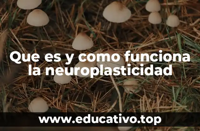 Que es y como funciona la neuroplasticidad