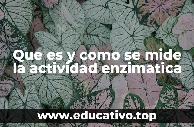 Que es y como se mide la actividad enzimatica
