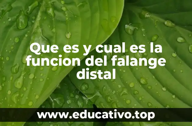 La importancia del falange distal en la movilidad de los dedos