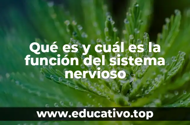 Qué es y cuál es la función del sistema nervioso