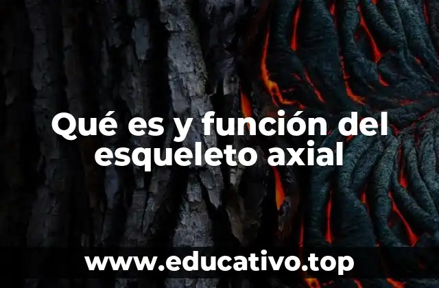 Qué es y función del esqueleto axial