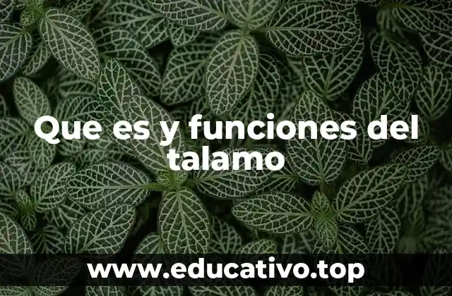 Que es y funciones del talamo