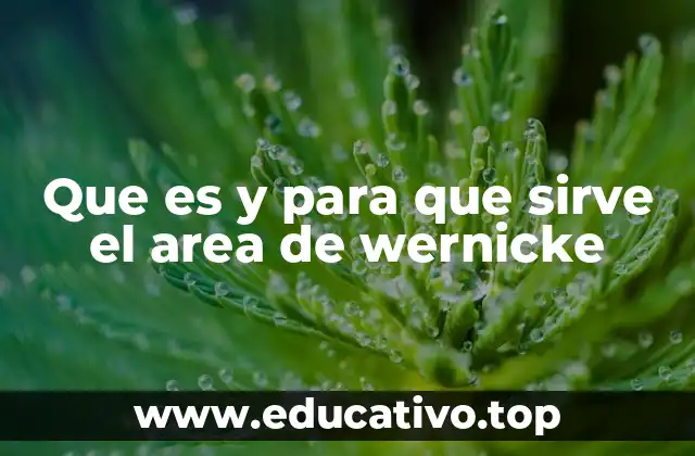 Que es y para que sirve el area de wernicke