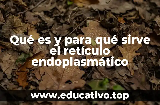 Qué es y para qué sirve el retículo endoplasmático