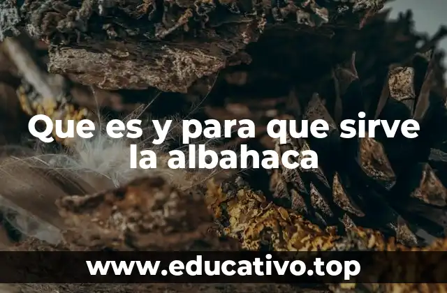 Que es y para que sirve la albahaca