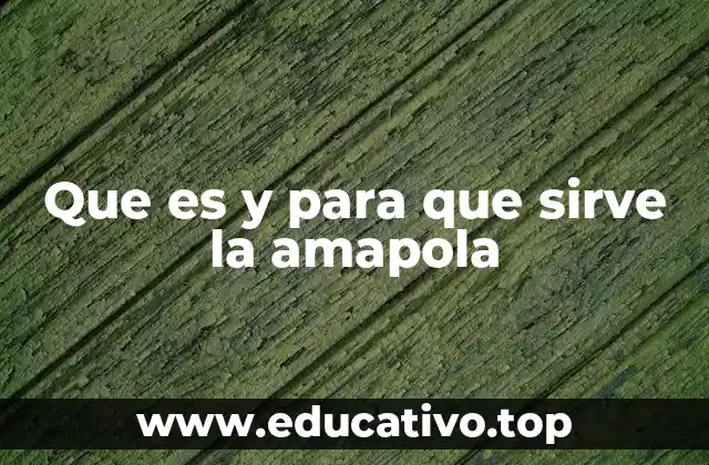 Que es y para que sirve la amapola