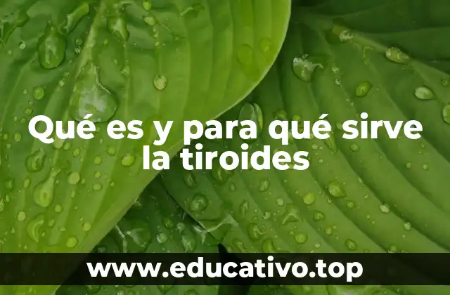 Qué es y para qué sirve la tiroides
