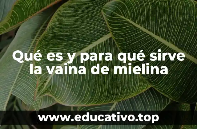 Qué es y para qué sirve la vaina de mielina