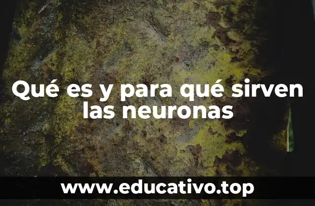 Qué es y para qué sirven las neuronas