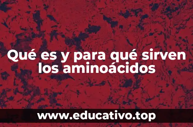 Qué es y para qué sirven los aminoácidos