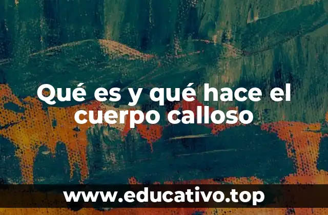 Qué es y qué hace el cuerpo calloso