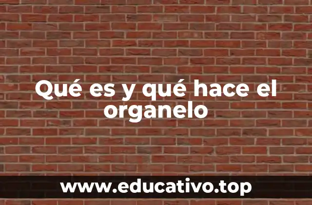 Qué es y qué hace el organelo