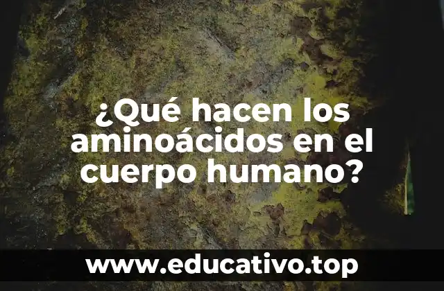 ¿Qué hacen los aminoácidos en el cuerpo humano?