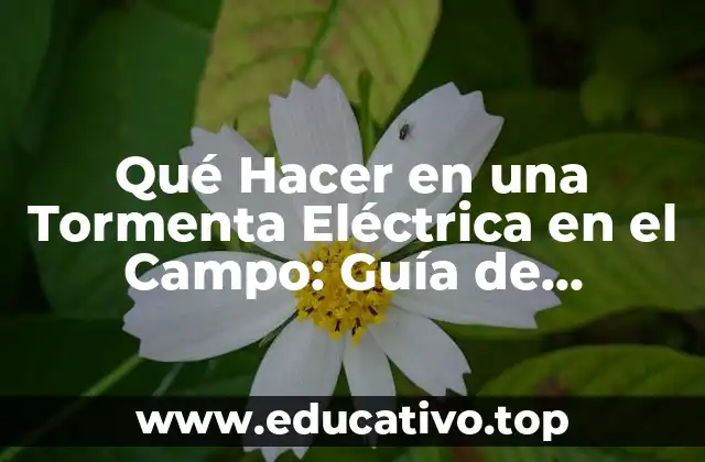 Qué Hacer en una Tormenta Eléctrica en el Campo: Guía de Seguridad