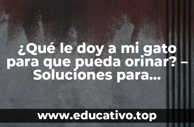 ¿Qué le doy a mi gato para que pueda orinar? – Soluciones para problemas de micción en gatos