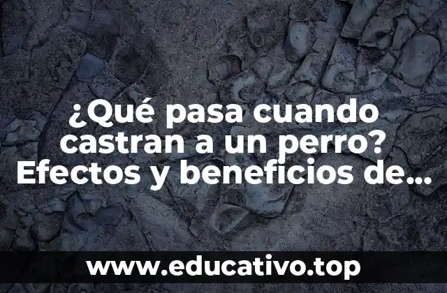 ¿Qué pasa cuando castran a un perro? Efectos y beneficios de la castración canina