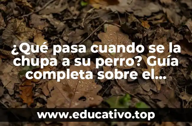 ¿Qué pasa cuando se la chupa a su perro? Guía completa sobre el comportamiento canino