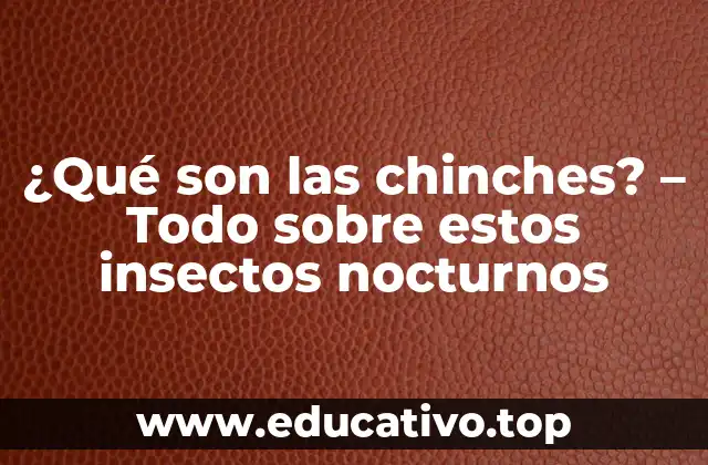 ¿Qué son las chinches? – Todo sobre estos insectos nocturnos