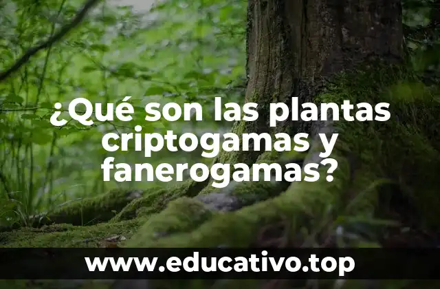 ¿Qué son las plantas criptogamas y fanerogamas?