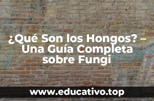 ¿Qué Son los Hongos? – Una Guía Completa sobre Fungi