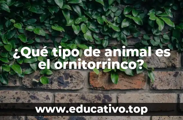 ¿Qué tipo de animal es el ornitorrinco?