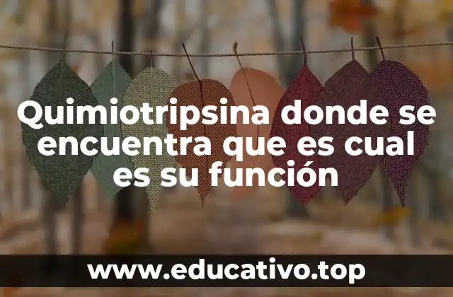 Quimiotripsina donde se encuentra que es cual es su función