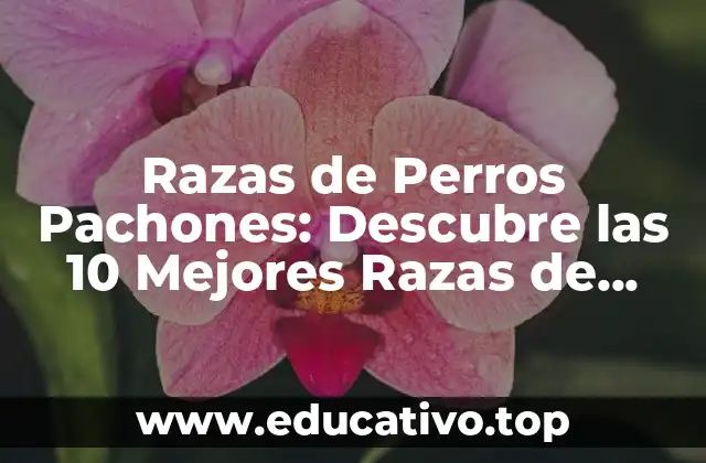 Razas de Perros Pachones: Descubre las 10 Mejores Razas de Perros con Sobrepeso