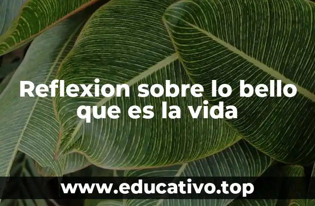 Reflexion sobre lo bello que es la vida
