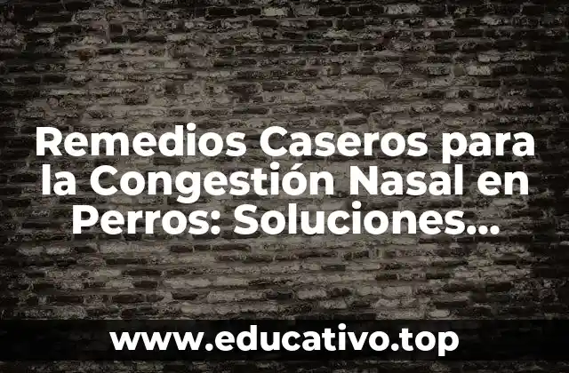 Remedios Caseros para la Congestión Nasal en Perros: Soluciones Naturales y Efectivas