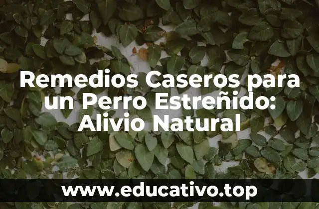 Remedios Caseros para un Perro Estreñido: Alivio Natural