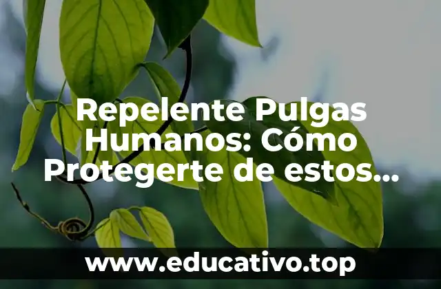 Repelente Pulgas Humanos: Cómo Protegerte de estos Insectos Indeseables