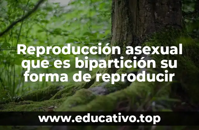 Reproducción asexual que es bipartición su forma de reproducir