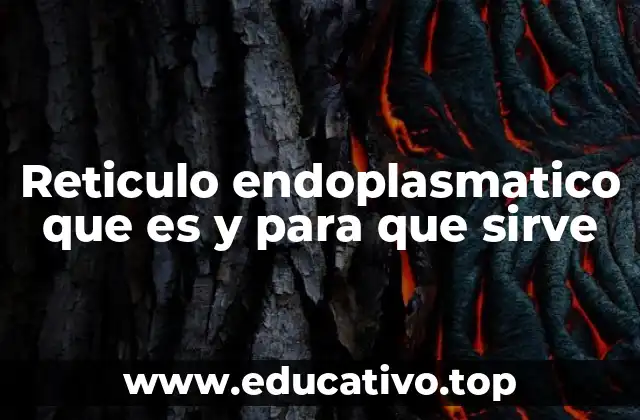 Reticulo endoplasmatico que es y para que sirve