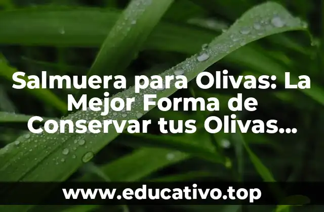 Salmuera para Olivas: La Mejor Forma de Conservar tus Olivas Favoritas
