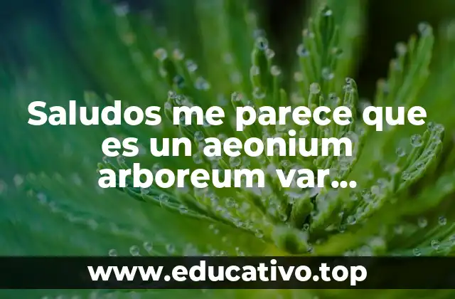 Saludos me parece que es un aeonium arboreum var atropurpureum