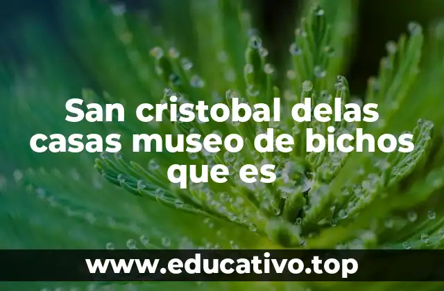 San cristobal delas casas museo de bichos que es