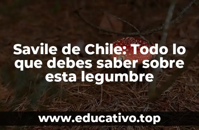 Savile de Chile: Todo lo que debes saber sobre esta legumbre