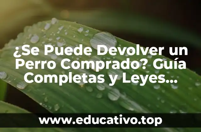 ¿Se Puede Devolver un Perro Comprado? Guía Completas y Leyes Aplicables