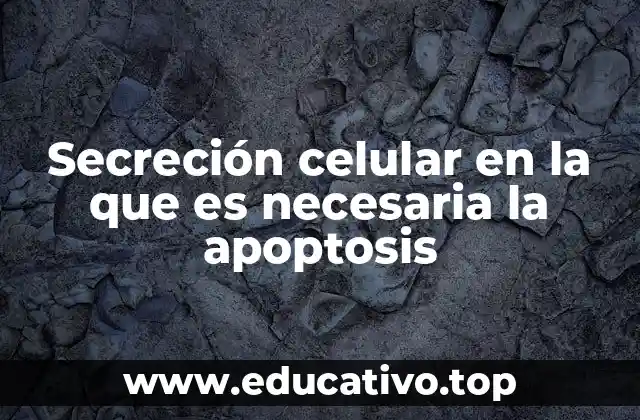 Secreción celular en la que es necesaria la apoptosis