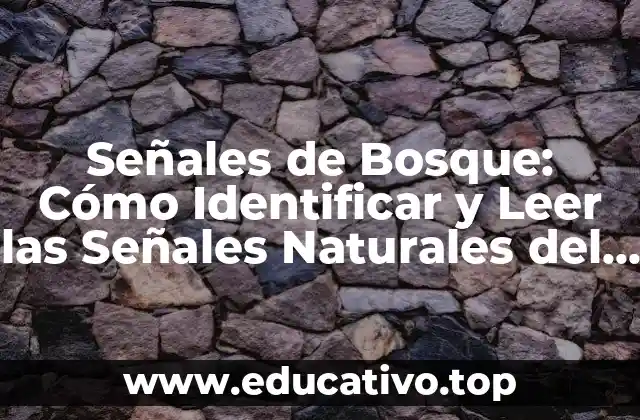 Señales de Bosque: Cómo Identificar y Leer las Señales Naturales del Bosque