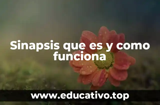Sinapsis que es y como funciona