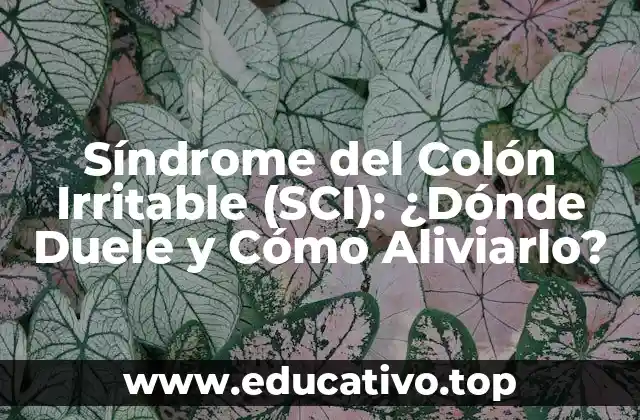 Síndrome del Colón Irritable (SCI): ¿Dónde Duele y Cómo Aliviarlo?