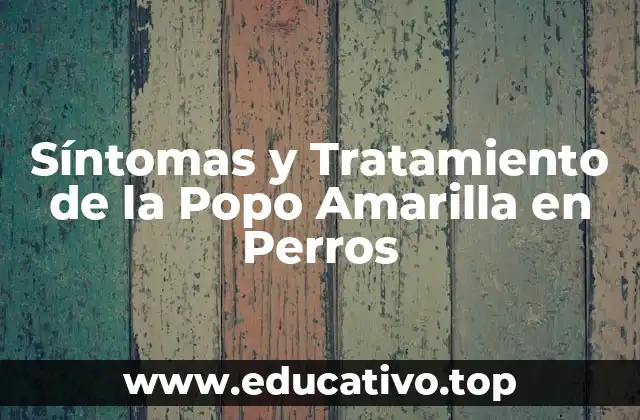 Síntomas y Tratamiento de la Popo Amarilla en Perros