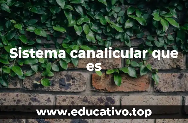 Sistema canalicular que es